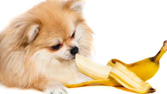 Pawsitively Delicious: Healthy Banana Treats for Your Dog