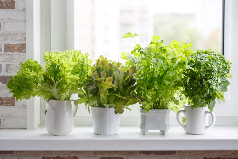 5 Tips for Your Apartment Herb Garden